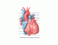 Anterior External View of Heart