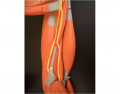 Upper Arm Muscles/Nerve