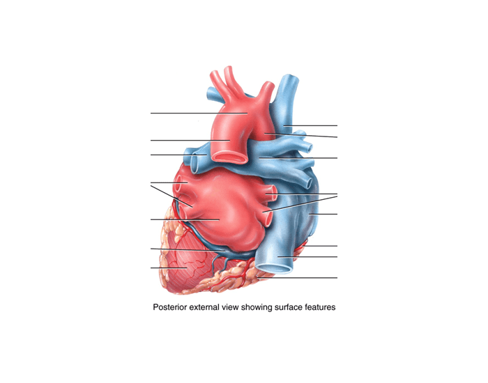 Posterior External View of Heart Quiz