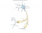 Structures of a Neuron