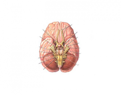 Sacrum Model Printable Worksheet