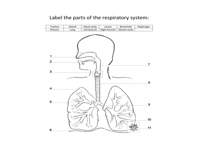 Label The Respiratory System Quiz 4019