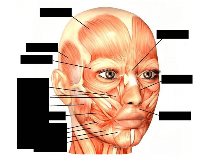 head muscles Quiz head muscles Quiz
