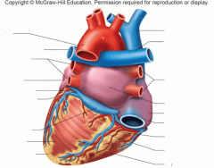 Posterior Heart Structure