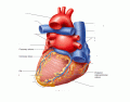 Heart Posterior L3P2