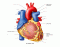 Heart Anterior L3P1