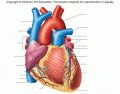Anterior Heart Structure