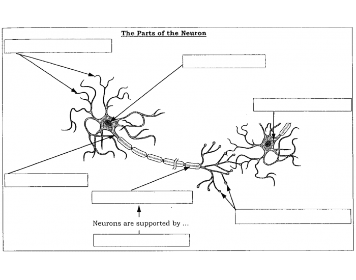 Labelling a Neuron Quiz
