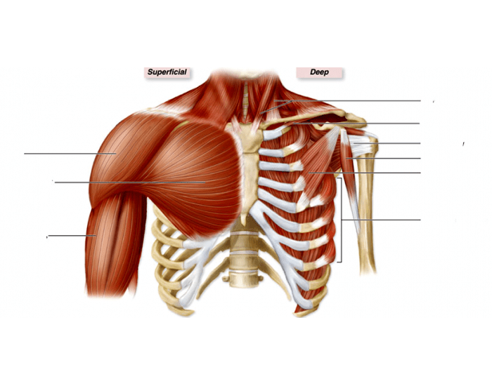 Muscles of the Pectoral Girdle 2 Quiz
