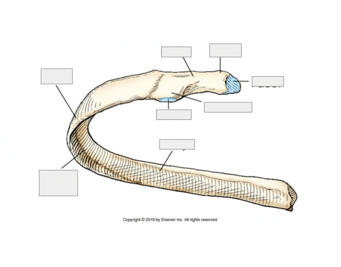 Posterior View 12 Rib posterior view of typical rib Quiz