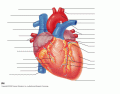 Heart: veins and arteries