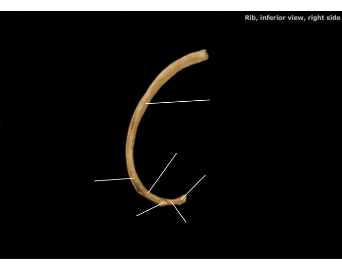 Right Rib Inferior View rib inferior view right side Quiz