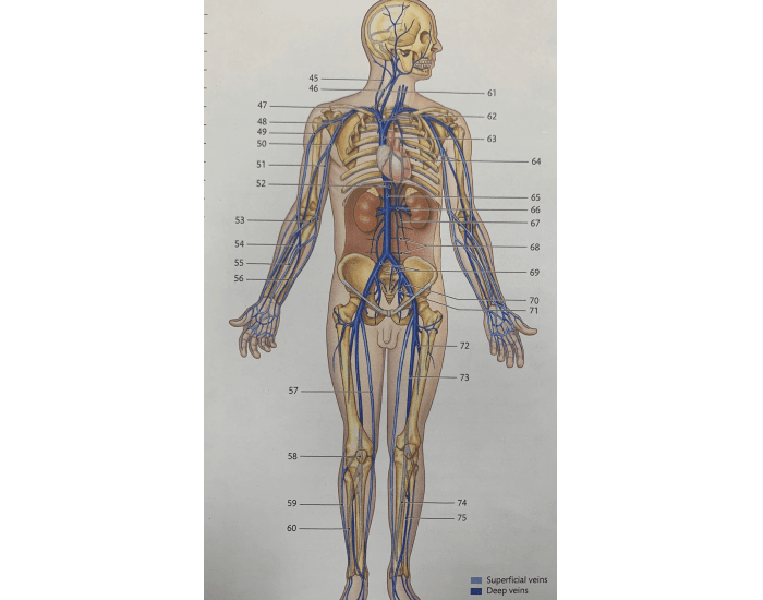Anatomy of Veins Quiz Biology Diagrams