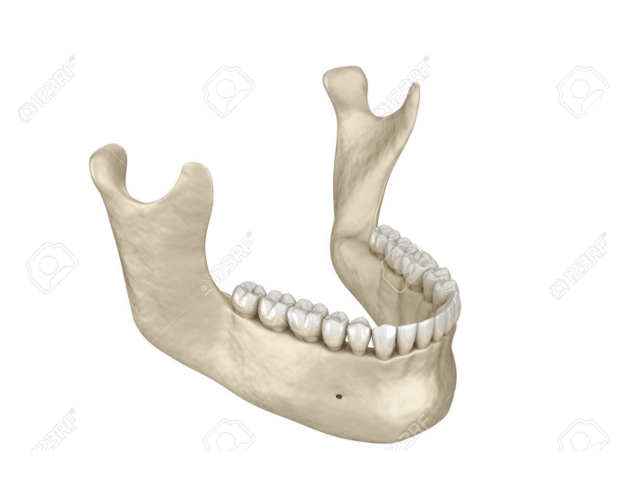 Jaw Anatomy Quiz Biology Diagrams