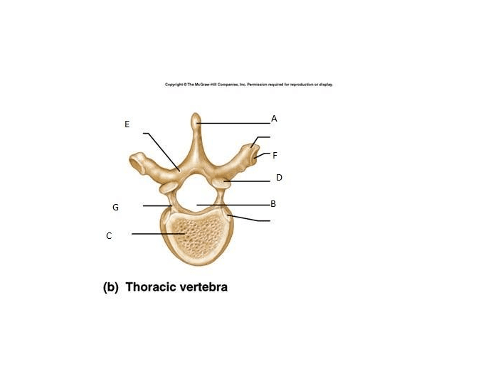 Thoracic Anatomy Quiz Biology Diagrams