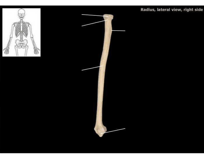 Radius lateral view right side Quiz