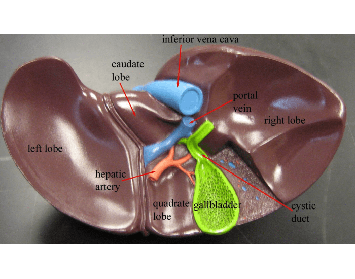 liver model