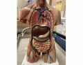 Organs of abdomen anatomy