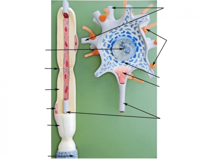 Parts of a Neuron Quiz