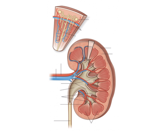 Kidney Labelling Worksheet Kidney label diagram — Printable Worksheet