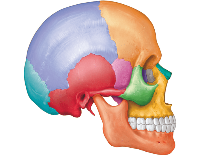 Skull Bones and Markings (Lateral View) Quiz