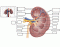 Cross section of kidney