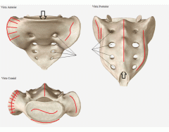 Osso do Quadril - Anatomia Quiz