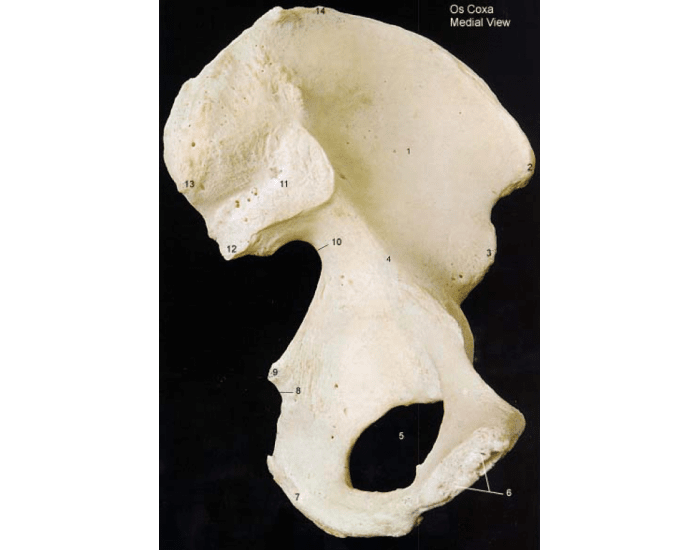 Interillum anterior illium — Printable Worksheet