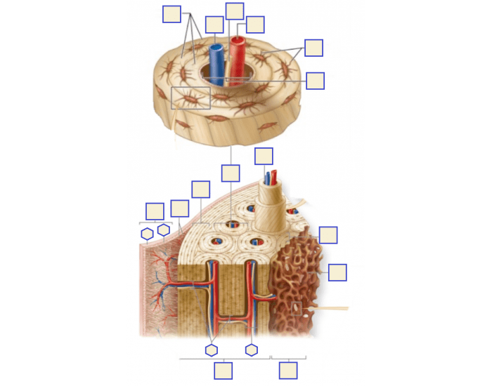 Compact Bone: Microscopic Anatomy Quiz