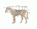 equine limbs