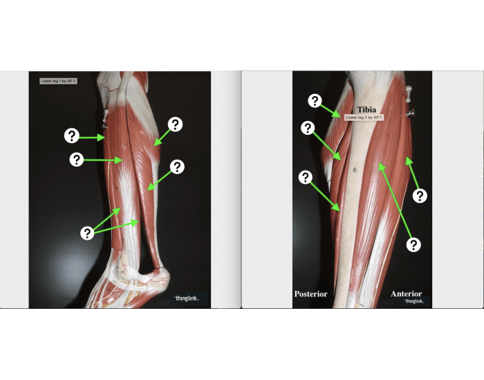 Lower Leg Quiz