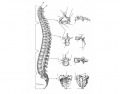 Spinal Vertebrae
