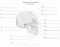 External Anatomy of the Skull