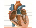 Human Heart iInner