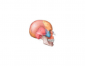 right lateral skull