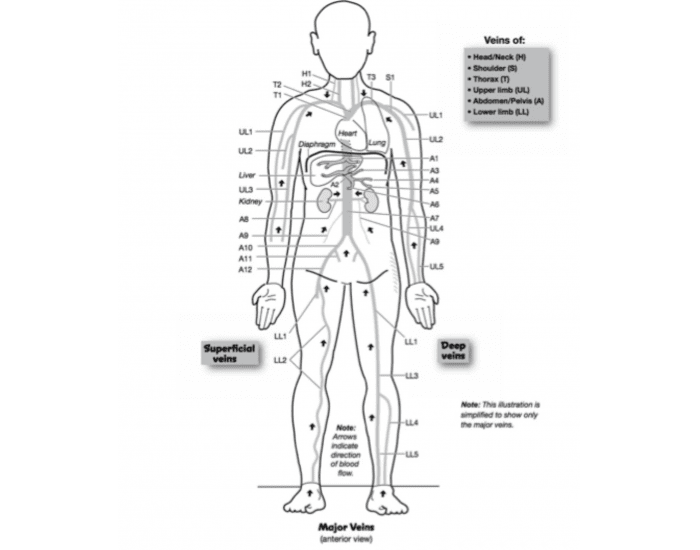 Veins of the Human Body BSC 1083 Quiz