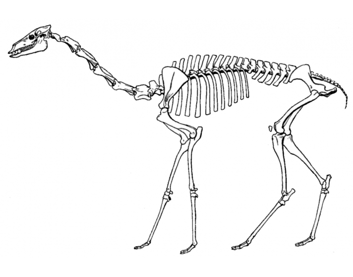 Llama Skeleton Quiz
