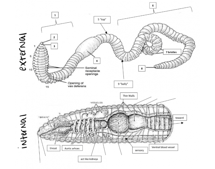 External & Internal Worm Diagrams Quiz