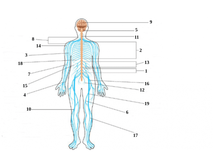 major nerves of the body