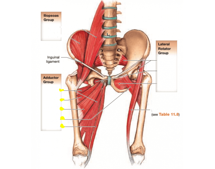 Deep Trunk Deep-trunk and upper leg Quiz