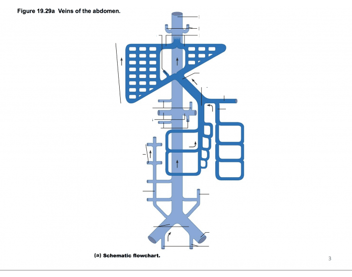 Hepatic Portal System (Schematic flowchart) Quiz Biology Diagrams