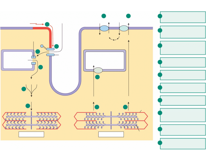 Ec Coupling Labaled EC Coupling in Cardiac Muscle Quiz