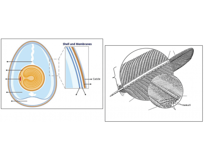 Feather Shell Biology: Bird Shell and Feather Diagram Quiz