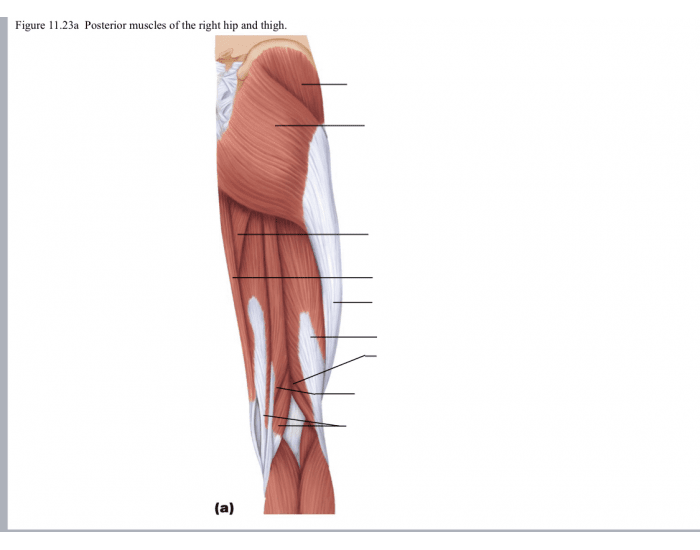 posterior-muscles-of-right-hip-and-thigh-quiz