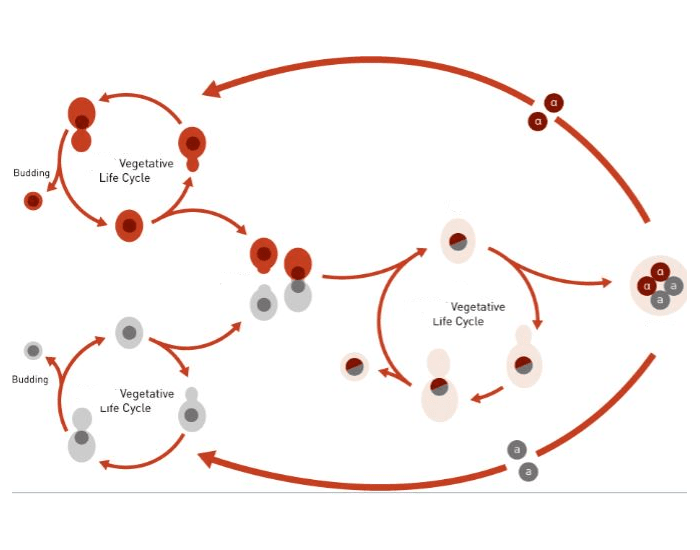 Yeast Cell Life Cycle Quiz Biology Diagrams