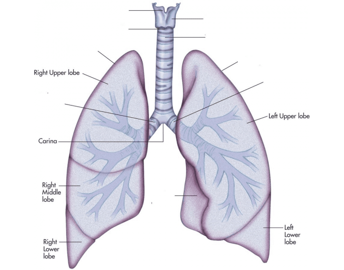 Identify the parts of the lower respiratory tract. Quiz