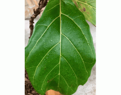 Dicot leaf plant tissue types