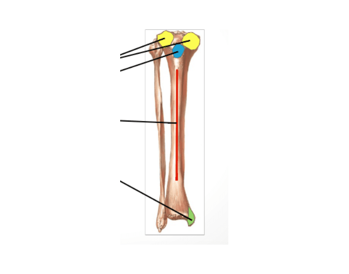 Tibia Structuren Structure of tibia Quiz