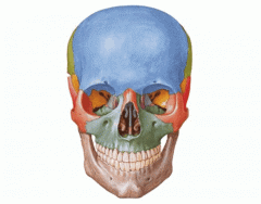 Ossos do crânio e da face - vista frontal