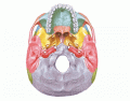 Ossos do cranio - plano inferior